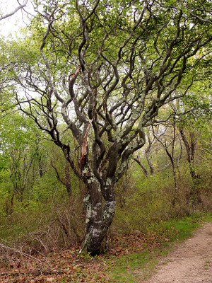 [Tree with wavy branches spiraling to the sky and lichen growing on the bark.]